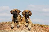DOGUE ALLEMAND 294